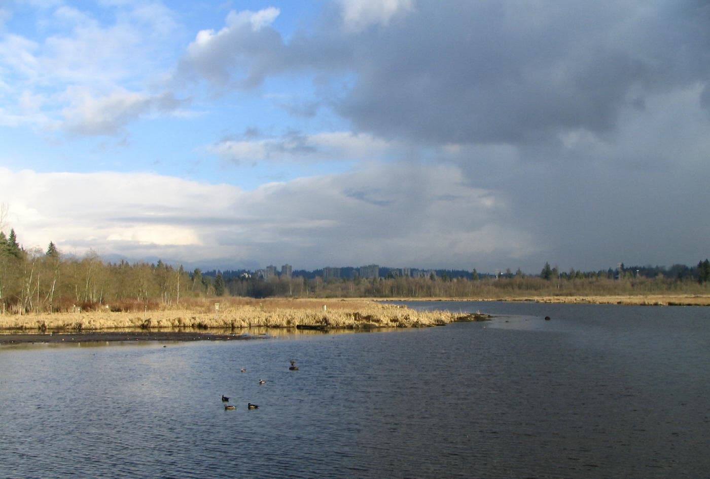 Burnaby Lake on a cloudy day, showing the shallow lake surface and wetland reeds surrounding the shoreline.
