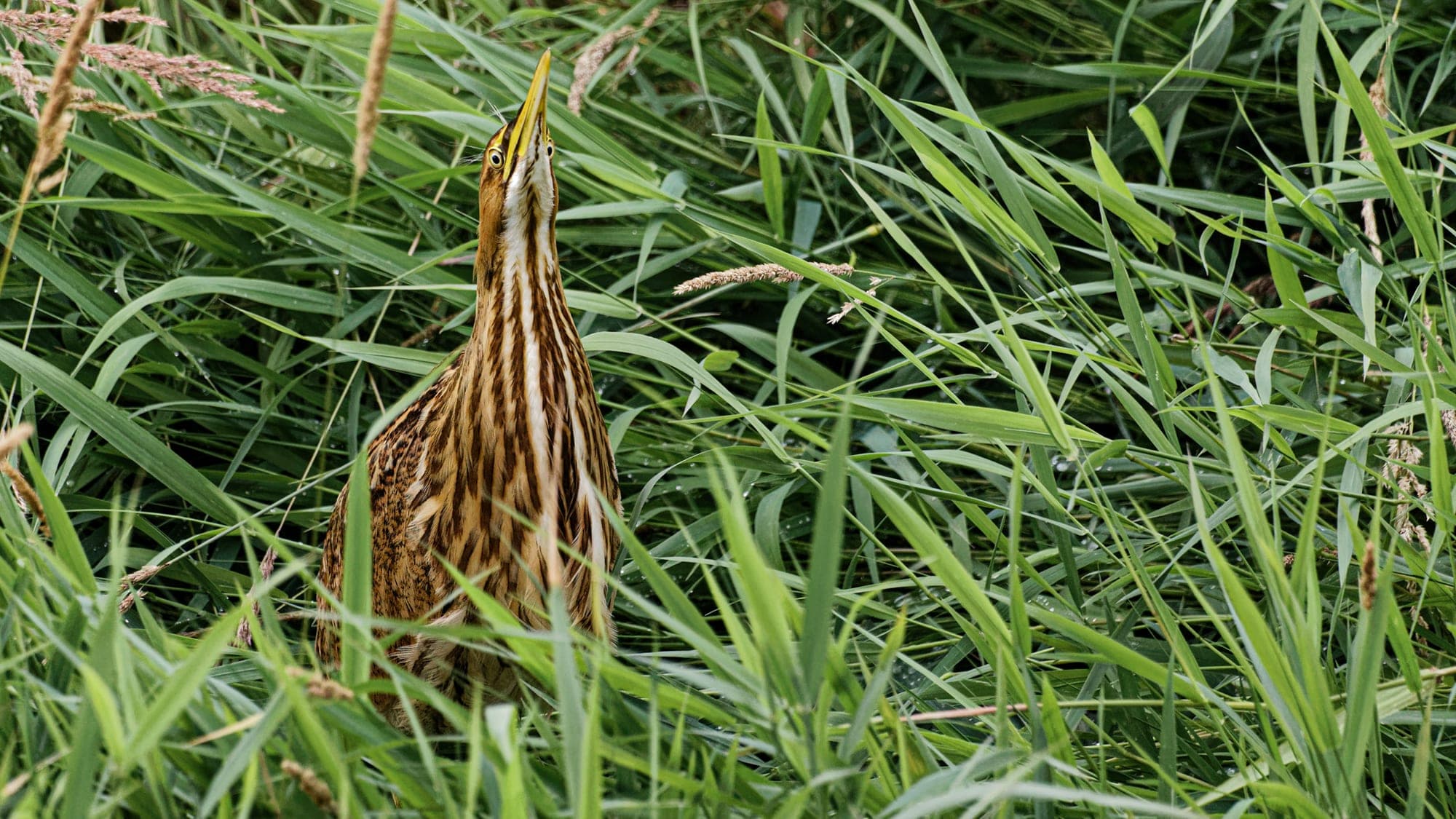 An American Bittern photographed at Colony Farm Regional Park in the Coquitlam–Port Coquitlam area, one of the park's signature wetland bird species.