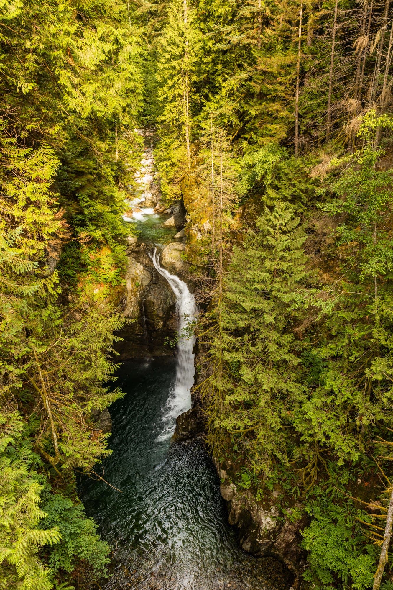 The Lynn Canyon Suspension Bridge stretched 50 metres above Lynn Creek in North Vancouver, surrounded by tall Douglas fir and western red cedar forest.
