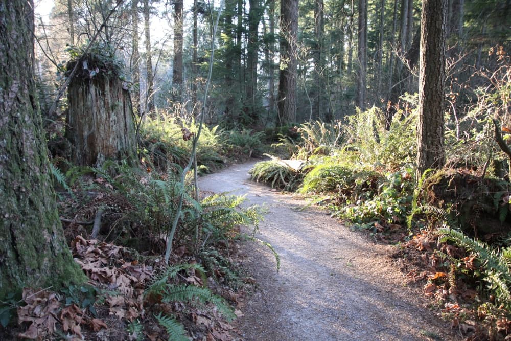 A flat gravel trail winding through mature second-growth Douglas fir forest in Green Timbers Urban Forest, Surrey.